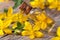 Hypericum oil in a glass bottle macro horizontal