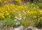 Hypericum olympicum and Dianthus plumarius