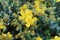 Hypericum olympicum. Star shaped yellow flowers Mount Olympus St. John\\\'s wort.