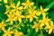 Hypericum perforatum flowers close-up Yellow St. John`s Wort.