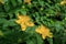 Hypericum perforatum, known as perforate St John`s-wort with some bees