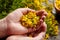 Hypericum perforatum or St Johns wort flowers in hand