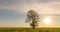 Hyperlapse around a lonely tree in a field during sunset, beautiful time lapse, autumn landscape