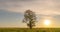 Hyperlapse around a lonely tree in a field during sunset, beautiful time lapse, autumn landscape