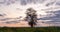 Hyperlapse around a lonely tree in a field during sunset, beautiful time lapse, autumn landscape