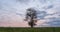 Hyperlapse around a lonely tree in a field during sunset, beautiful time lapse, autumn landscape, video loop