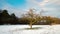 Hyperlapse of a lone tree in winter
