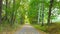 Hyperlapse vide of ride defense path trough autumn forest. Colorful leaves covered road