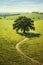 Hyperrealism, Minimalism, Cinematic, grassy landscape with a stunning lone oak tree