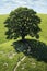 Hyperrealism, Minimalism, Cinematic, grassy landscape with a stunning lone oak tree