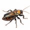 Hyperrealistic 3d Rendering Of A Male Cockroach On Transparent Background