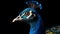 Hyperrealistic 4k Peacock Portrait On Black Background