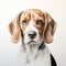 Hyperrealistic Beagle Drawing Portrait On White Background
