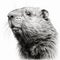 Hyperrealistic Black And White Beaver Portrait Drawing