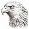 Hyperrealistic Black And White Eagle Head Illustration