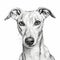 Hyperrealistic Black And White Greyhound Dog Portrait Illustration