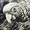 Hyperrealistic Black And White Island Parrot Linocut Illustration