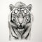 Hyperrealistic Black And White Tiger Drawing By Kim Peter Johnson