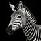 Hyperrealistic Black And White Zebra Head Portrait