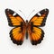 Hyperrealistic Butterfly Close-up: Orange And Black Wildlife Portrait
