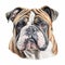 Hyperrealistic Charcoal Drawing Of English Bulldog On White Background