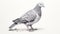 Hyperrealistic Charcoal Drawing Of A Violet And Gray Pigeon