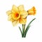 Hyperrealistic Daffodil Vector Flowers: Detailed Shading On White Background