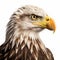 Hyperrealistic Eagle Head Portrait In 8k Resolution