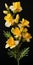 Hyperrealistic Freesia Sculpture: Yellow Flowers On Black Background