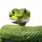 Hyperrealistic Green Snake Close-up On White Background