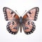 Hyperrealistic Illustration Of Brown Argus Butterfly On White Background