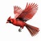 Hyperrealistic Illustration Of A Cardinal In Flight