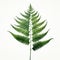 Hyperrealistic Illustration Of Fern On White Background