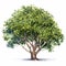 Hyperrealistic Illustration Of A Tropical Green Tree With Detailed Shading