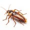 Hyperrealistic Insect Control Cockroach On Transparent Background