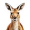 Hyperrealistic Kangaroo Face Illustration On White Background