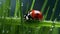Hyperrealistic Ladybug On Green Grass With Rain Drops