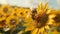 Hyperrealistic macro photo sunflower field at golden hour with honeybee, ansel adams inspired style