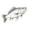 Hyperrealistic Marker Illustration Of A White Bass