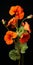 Hyperrealistic Nasturtium: Bold And Dramatic Flower Portrait