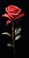 Hyperrealistic Painting Of A Red Rose On Black Background