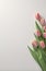 a hyperrealistic photograph of Lovely spring flowers and leaves, tulips white background of paper