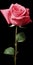 Hyperrealistic Pink Rose On Black Background By Franco Fontana