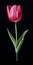 Hyperrealistic Pink Tulip Painting On Black Background