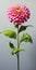 Hyperrealistic Pink Zinnia Flower With Stem