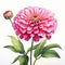 Hyperrealistic Pink Zinnia Illustration On White Background