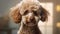 Hyperrealistic Portrait Of A Cute Poodle In Cinema4d