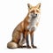 Hyperrealistic Red Fox On White Background - Detailed And Colorized Rendering