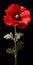 Hyperrealistic Red Poppy Flower Sculpture With High Contrast