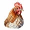 Hyperrealistic Rotund Chicken Illustration On White Background